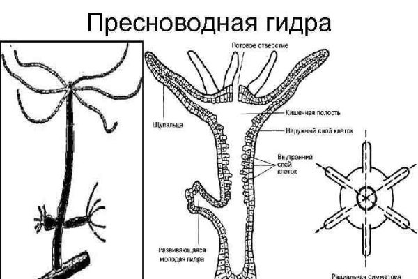 Кракен шеринг